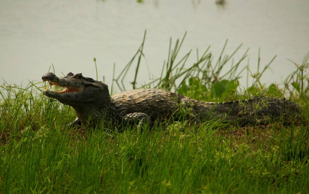 A Crocodile In The Orinoco River Delta, Venezuela