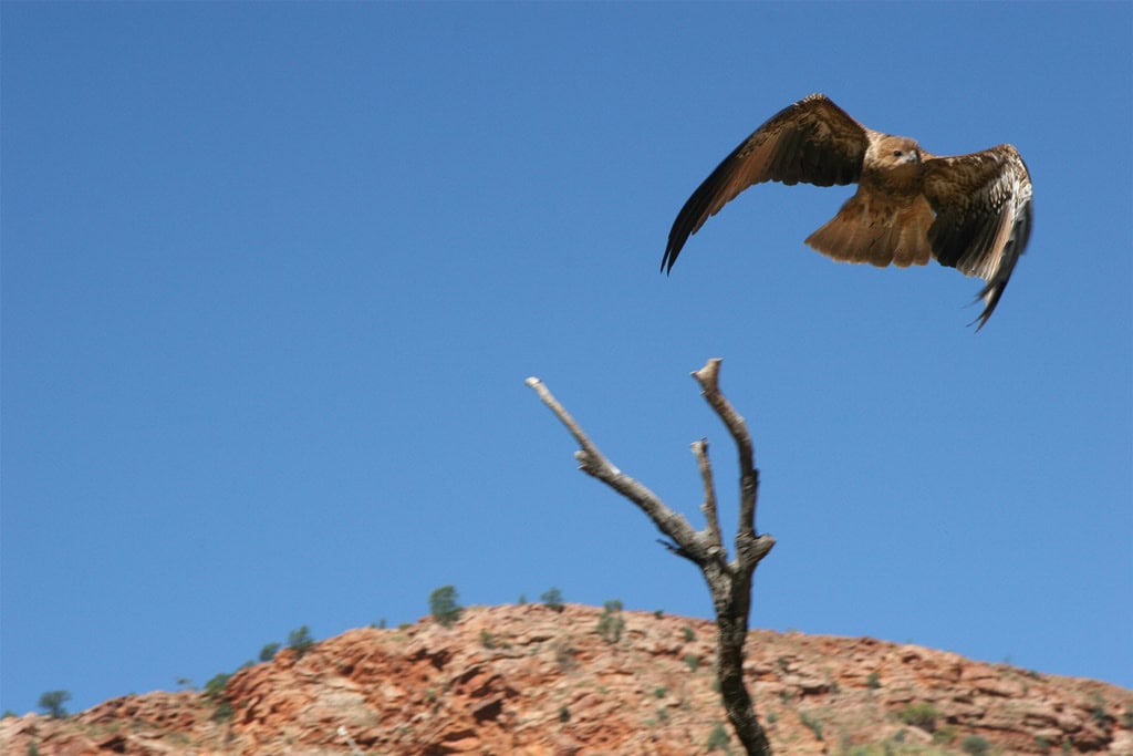 A Bird Of Prey On The Move In Alice Springs Desert Park.