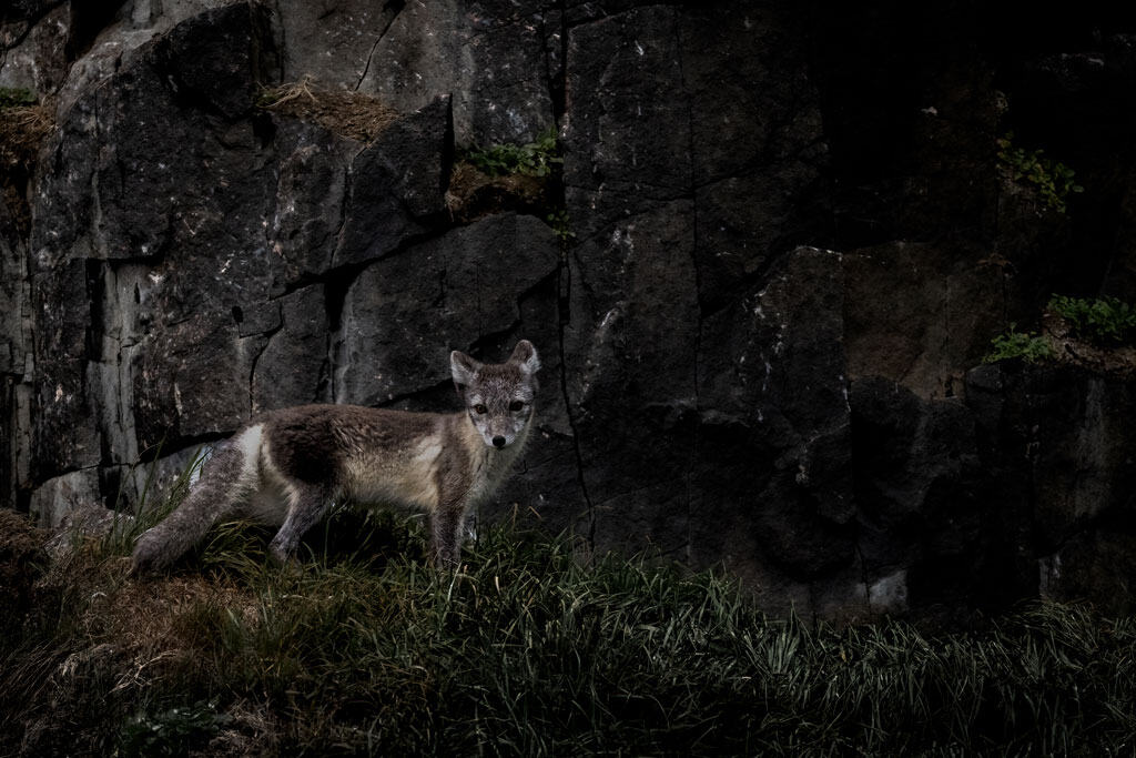 Alkefjellet Arctic Fox Svalbard Aurora
