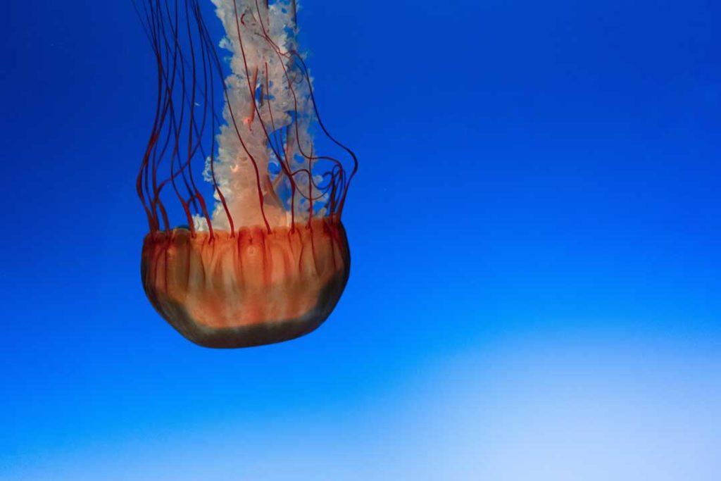 Osaka Aquarium Japan