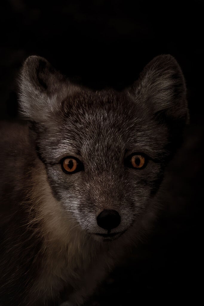 Arctic Fox