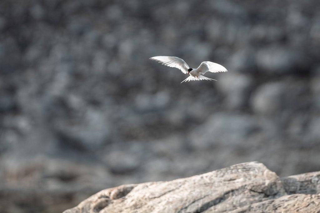 Arctic Tern Smeerenburg