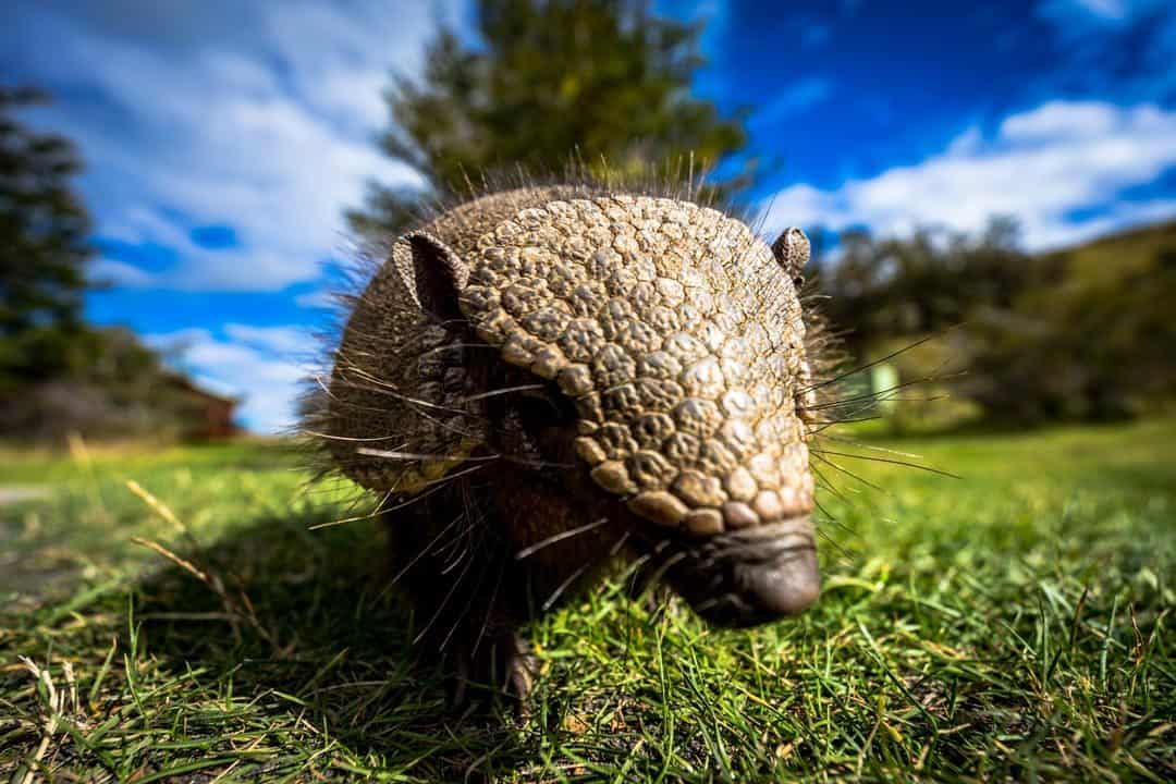 Armadillo Photos Of Chile