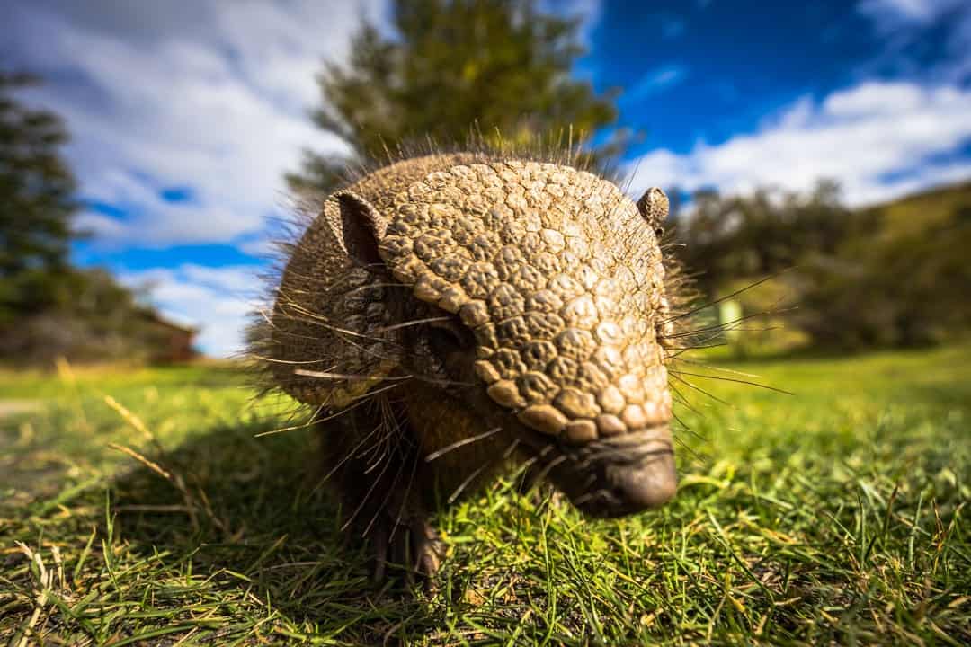 Armadillo
