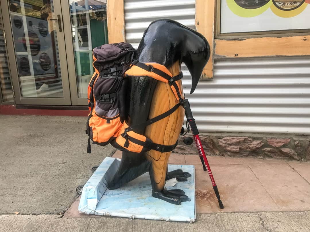 Penguin Puerto Natales