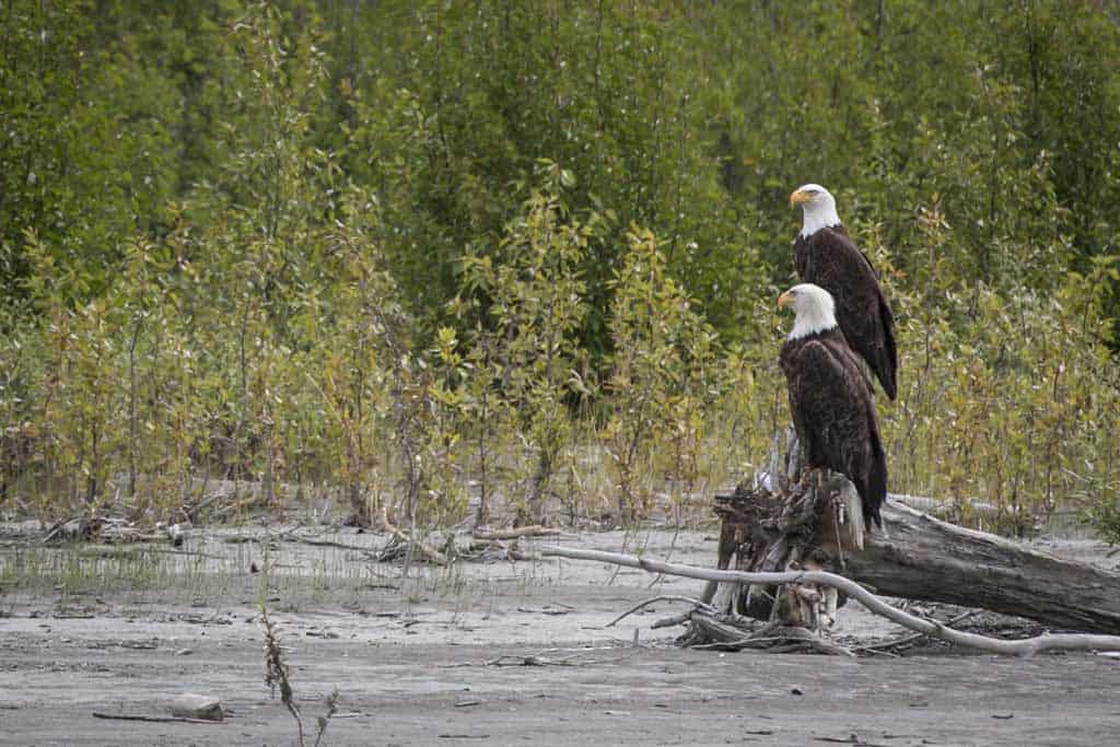 Bald Eagles Bc