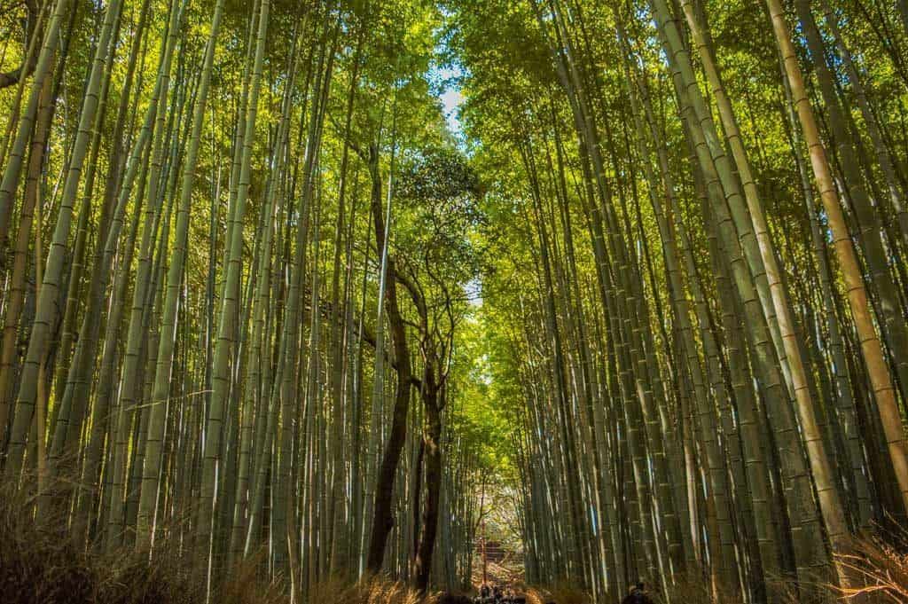 Kyoto Itinerary Bamboo Forest Path