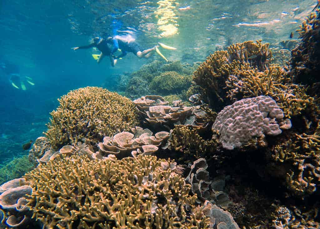 Coral And Snorkellers Underwater