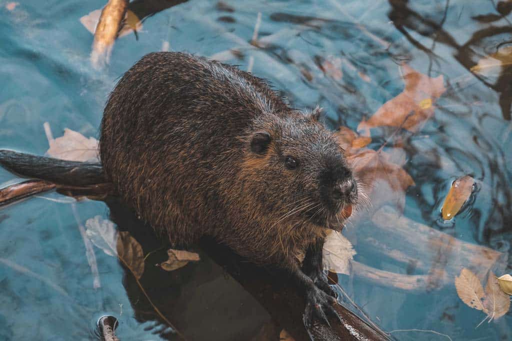 Beaver In Water