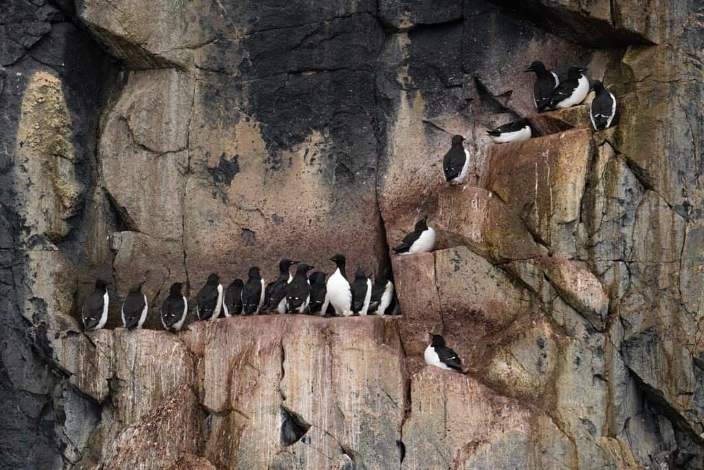 Birds On Nest Alkefjellet