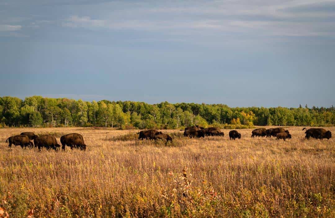 Lake Audy Bison Enclosure
