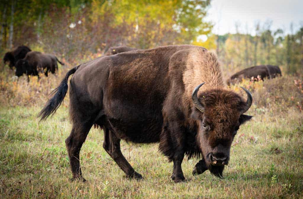 Plains Bison Manitoba