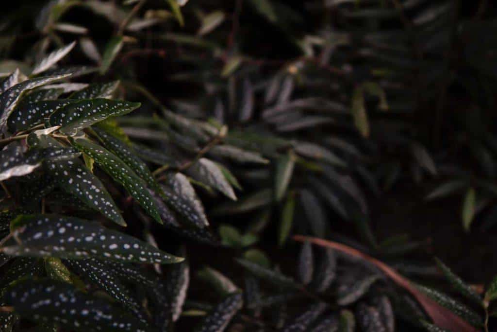 Botanical Garden, Osaka, Japan