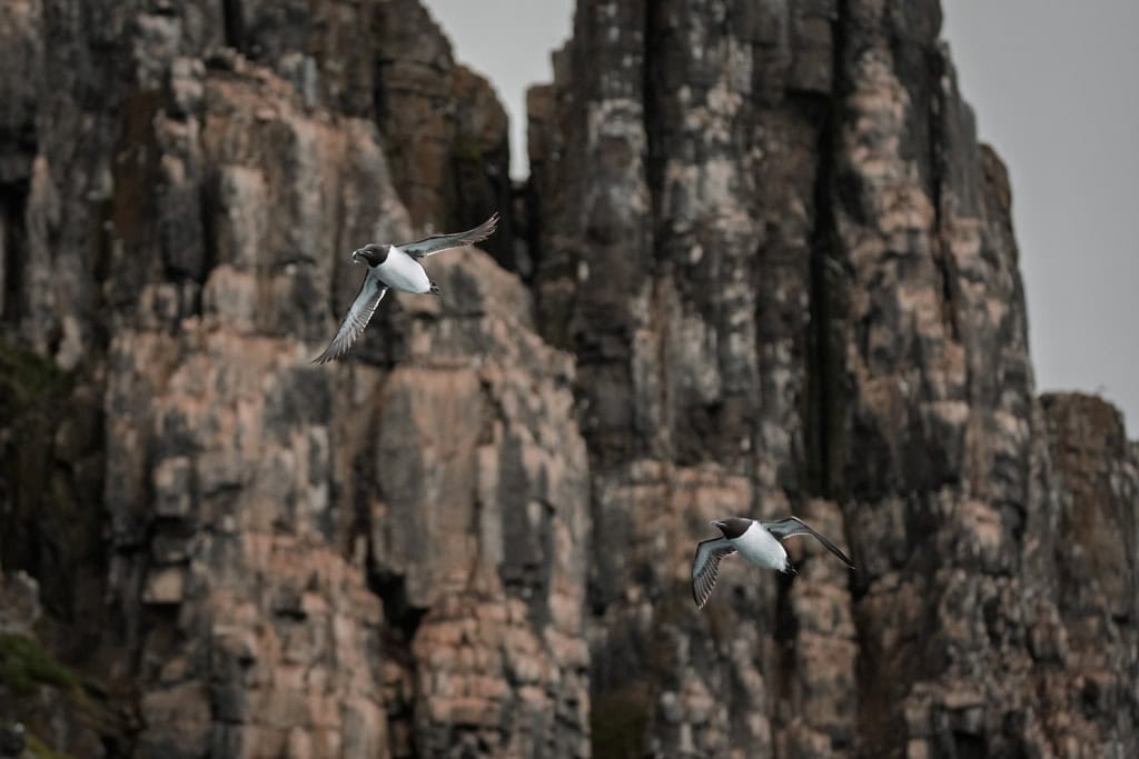 Brunnichs Guillemots In Flight Alkefjellet