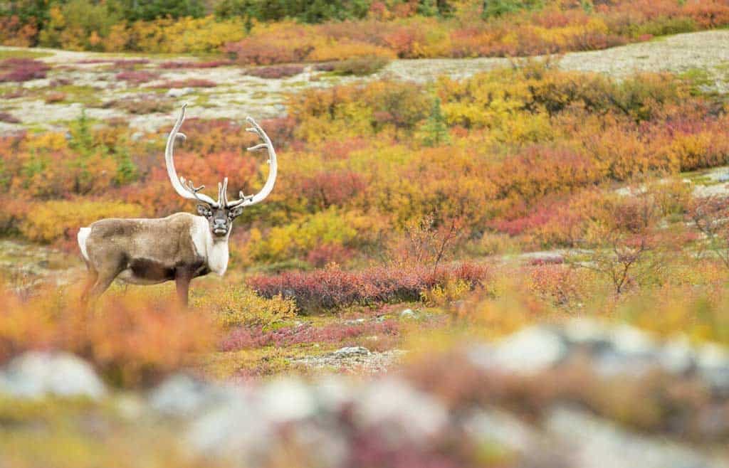 Caribou Migration Arctic