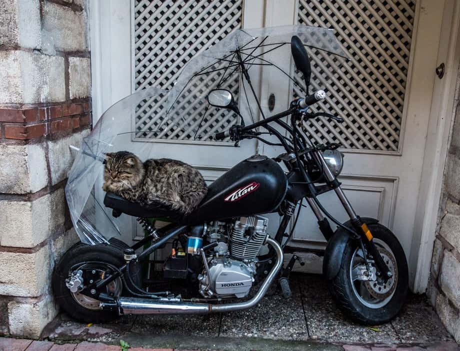 Stray Cat Istanbul