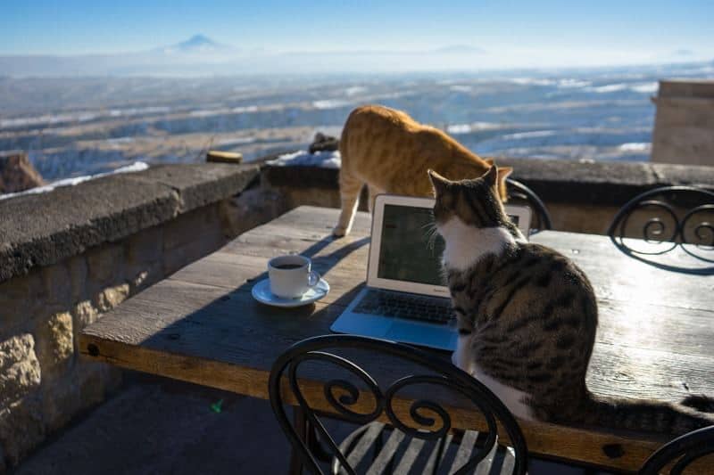 Cats Kale Konak Cave Hotel Uchisar Goreme Best Boutique Hotel Cappadocia