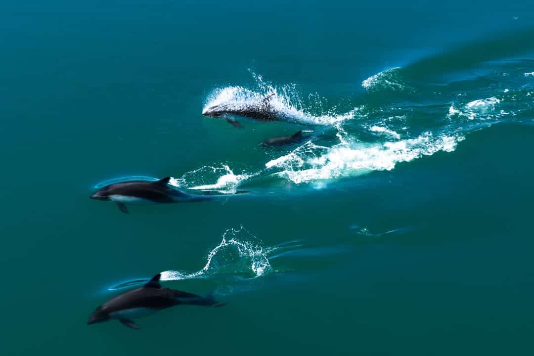 Dolphins Chile Fjords