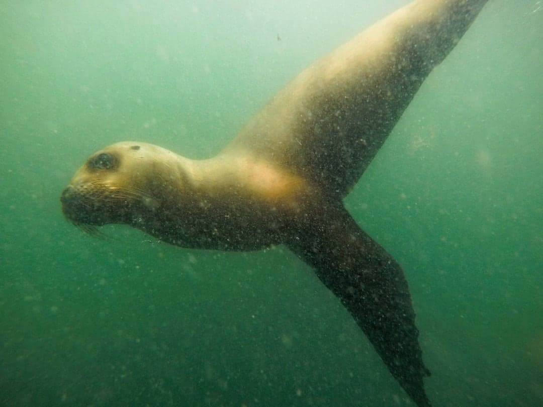 Snorkelling With Sea Lions Things Things To Do In Puerto Madryn