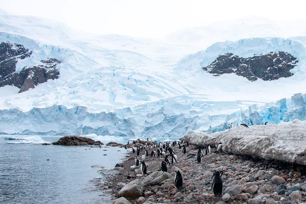 Colony Of Penguins In Antarctica