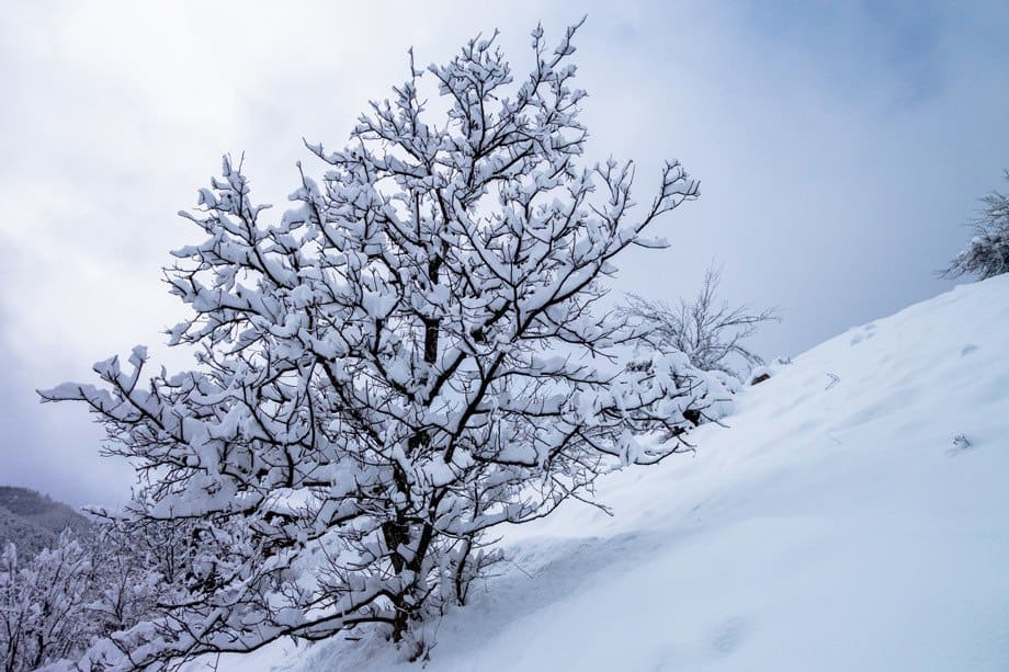 Tree Kosovo Houses Bulgaria