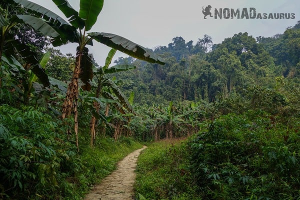 Clean Path Cuc Phuong National Park Waste Litter Trash