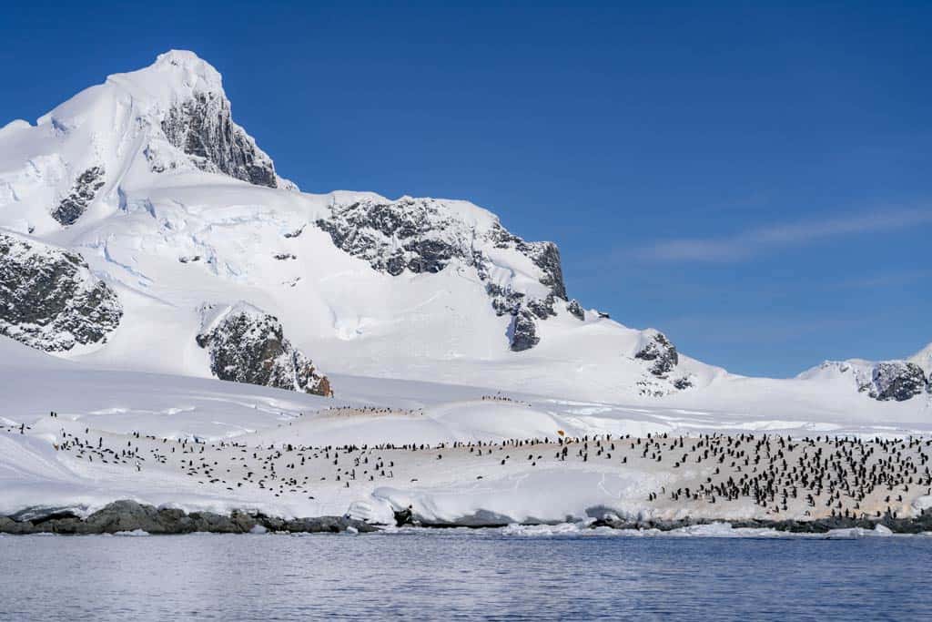 Cuverville Island Gentoo Colony From Afar
