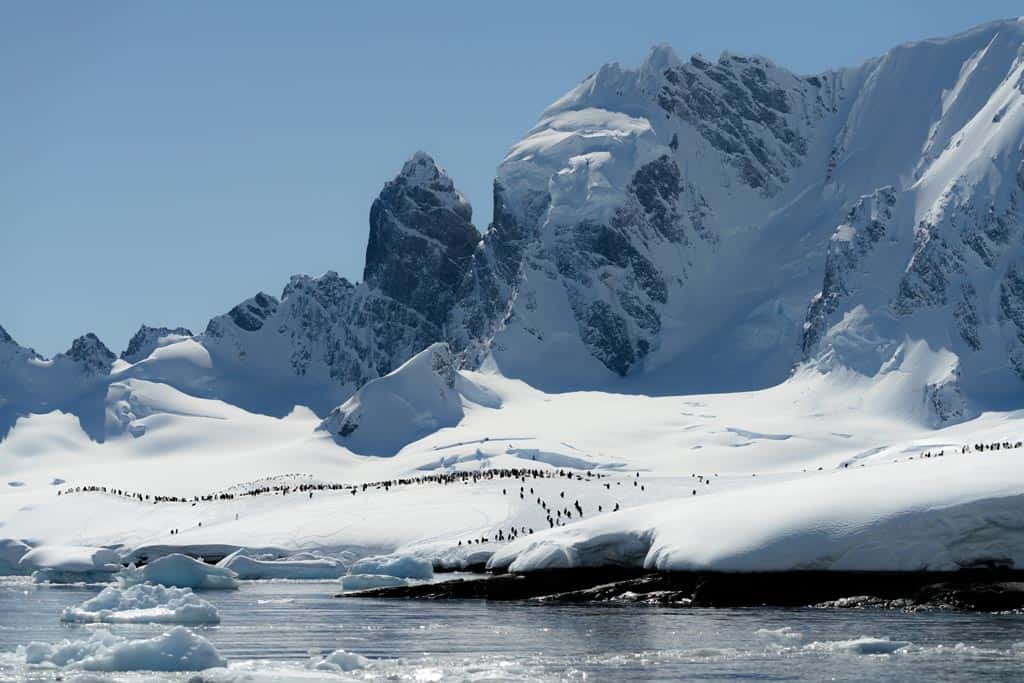 The Penguin Colony On Cuverville Island
