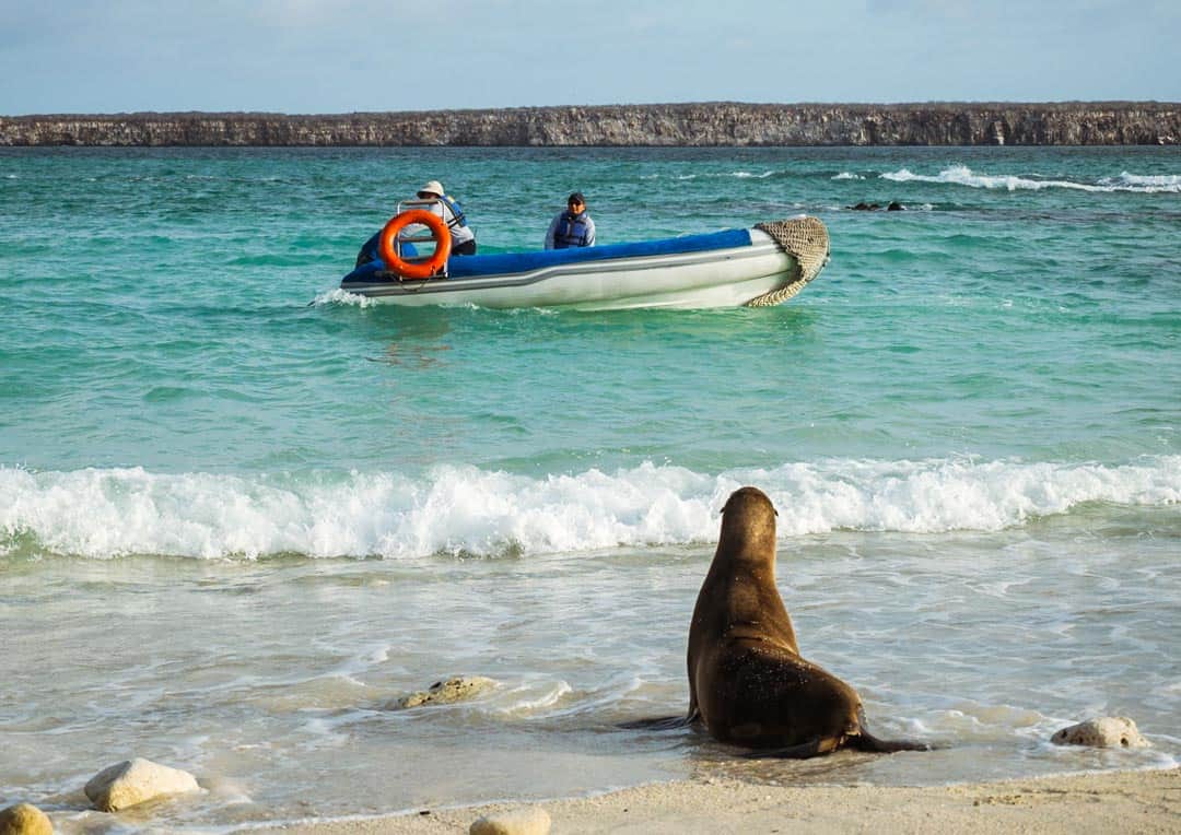Sea Lion Genovesa Letty Galapagos Islands Ecoventura Itinerary B Review