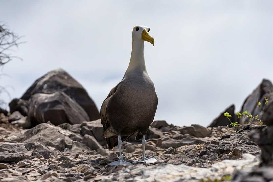 Albatross Ecoventura Itinerary A Review Origin Galapagos Islands