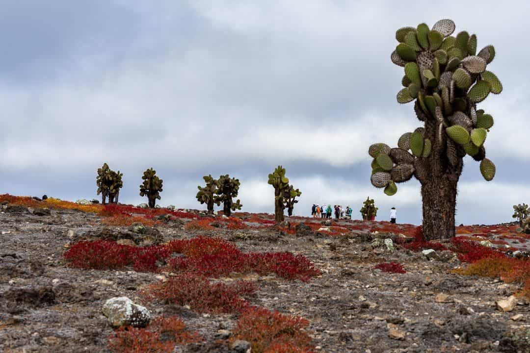 Cacti Ecoventura Itinerary A Review Origin Galapagos Islands
