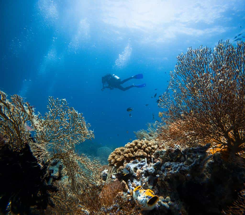 Reefs Of Micronesia.