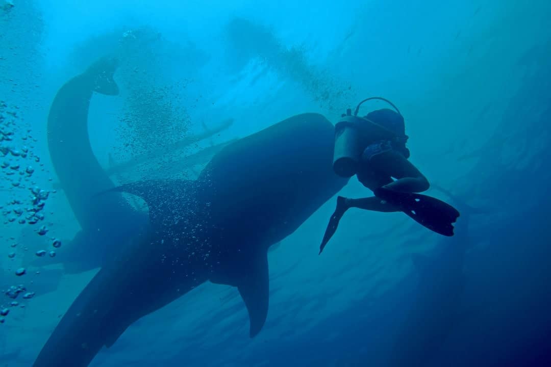 So Much Fun Diving With Whale Sharks In Sulawesi, Indonesia
