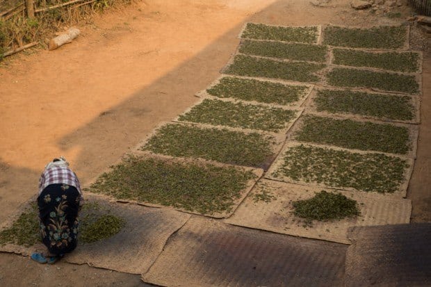 Drying Out Fresh Green Tea Leaves. Hsipaw Trekking