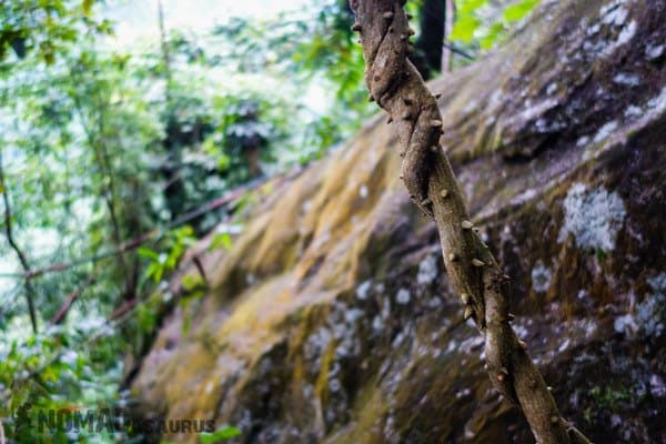 Spiky Vine Things To Do Phong Nha Hai's Eco Conservation Tour Vietnam
