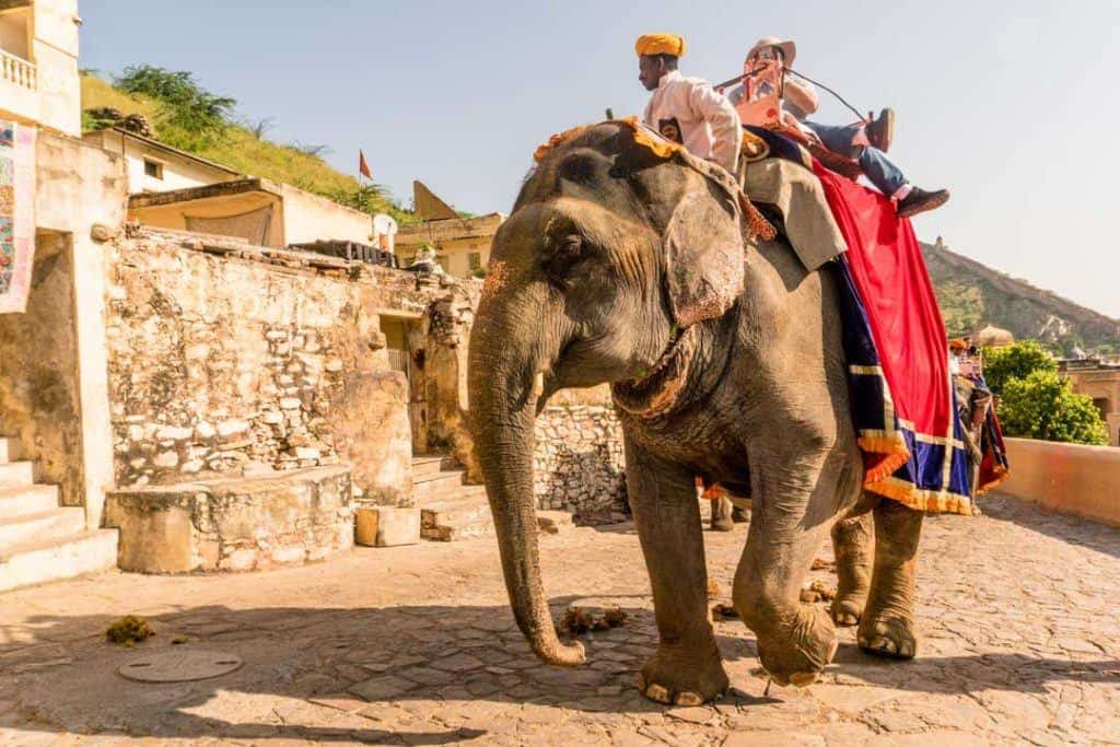Tourist Is Carried To Amber Fort On An Elephant Ride In Jaipur India.