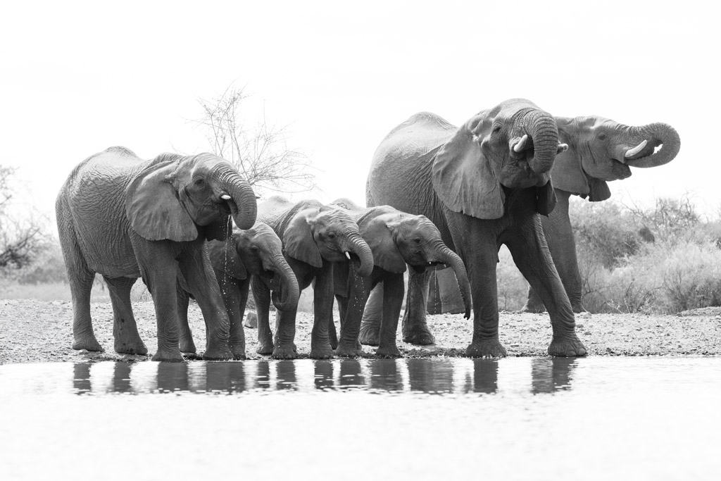 Jaci's Lodges Review Elephants Drinking