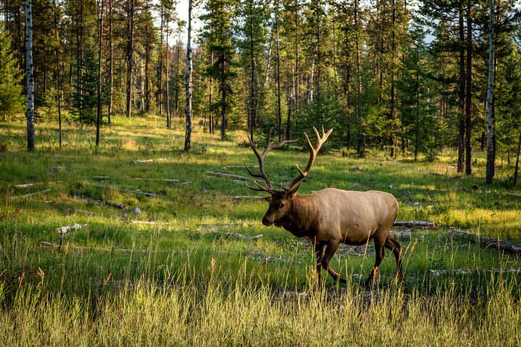 Elk Jasper Maligne Canyon