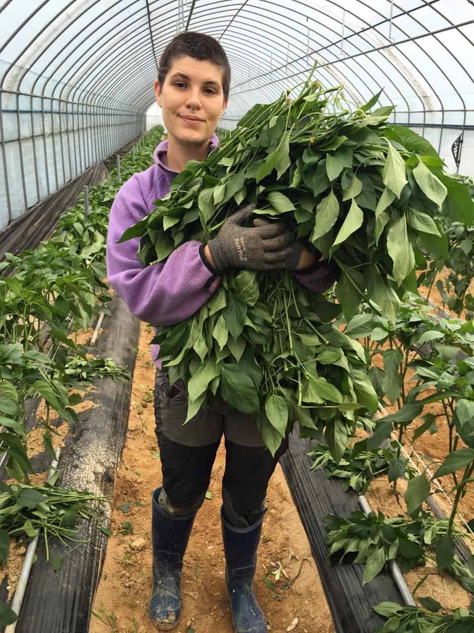 Wwoofing In South Korea