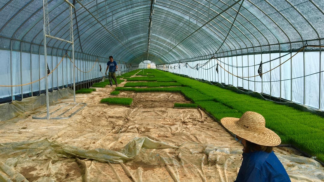 Wwoofing In South Korea