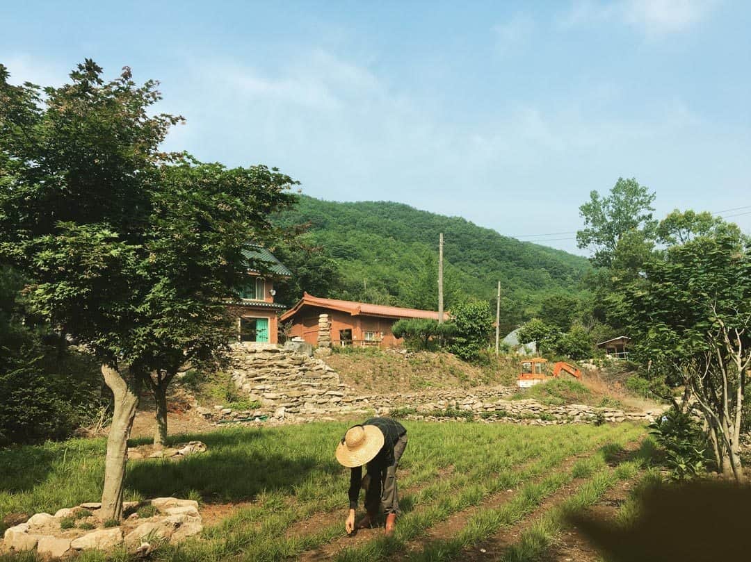 Wwoofing In South Korea
