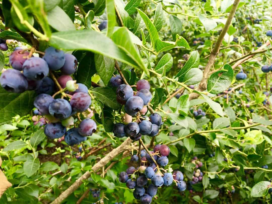 Wwoofing In South Korea