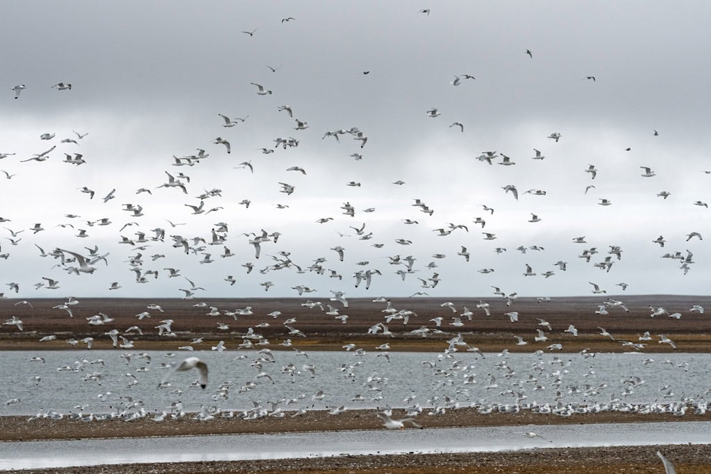 Flock Of Kittiwakes In Air At Poolepynten Svalbard Aurora
