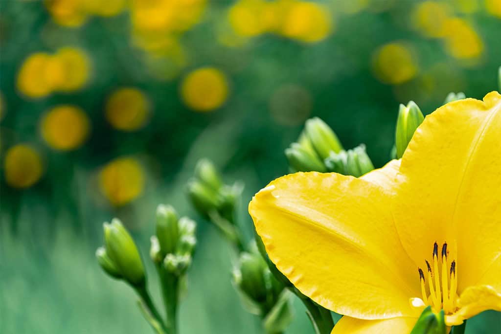Yellow Flower In A Green Garden