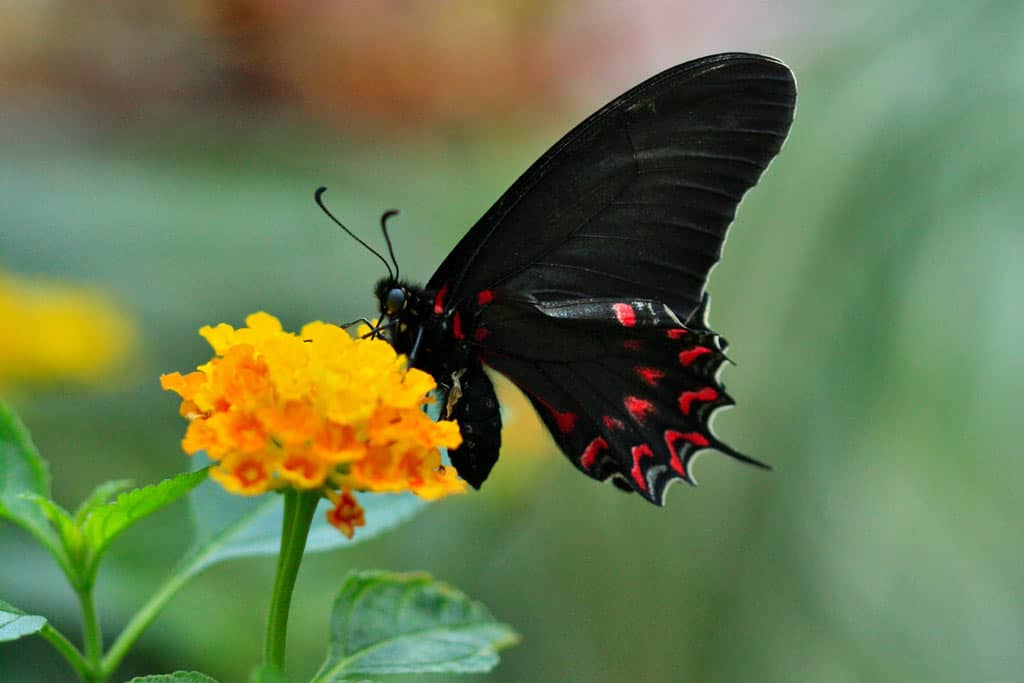 Butterfly On A Flower At Franklin Park Columbus