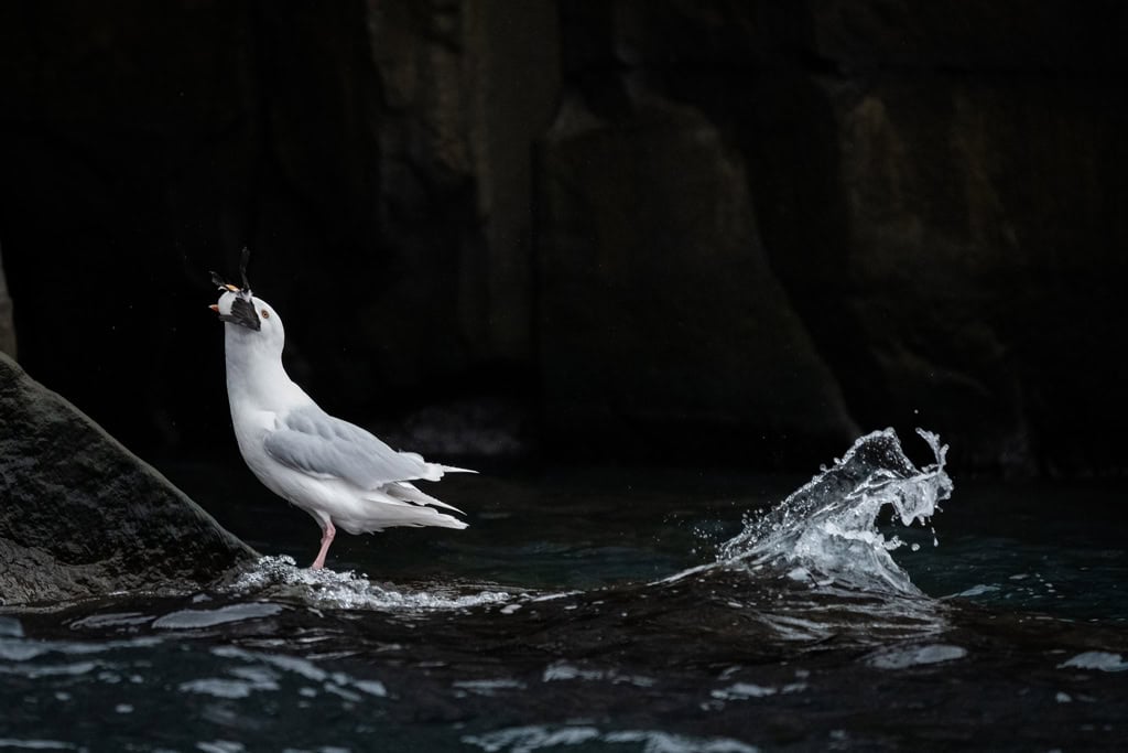 Glaucous Gull Eating Guillemot Chick