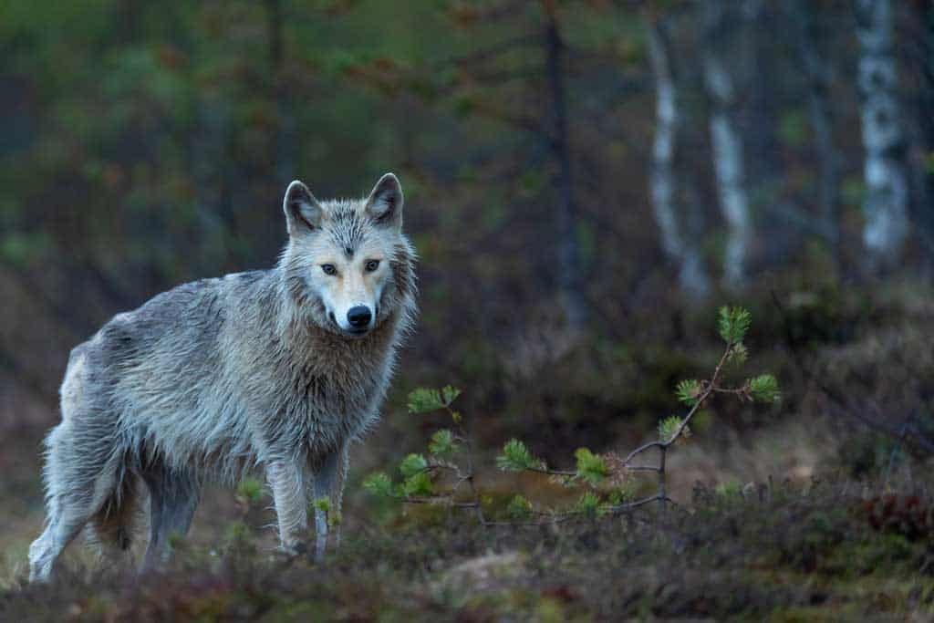 Gray Wolf Golden Bc