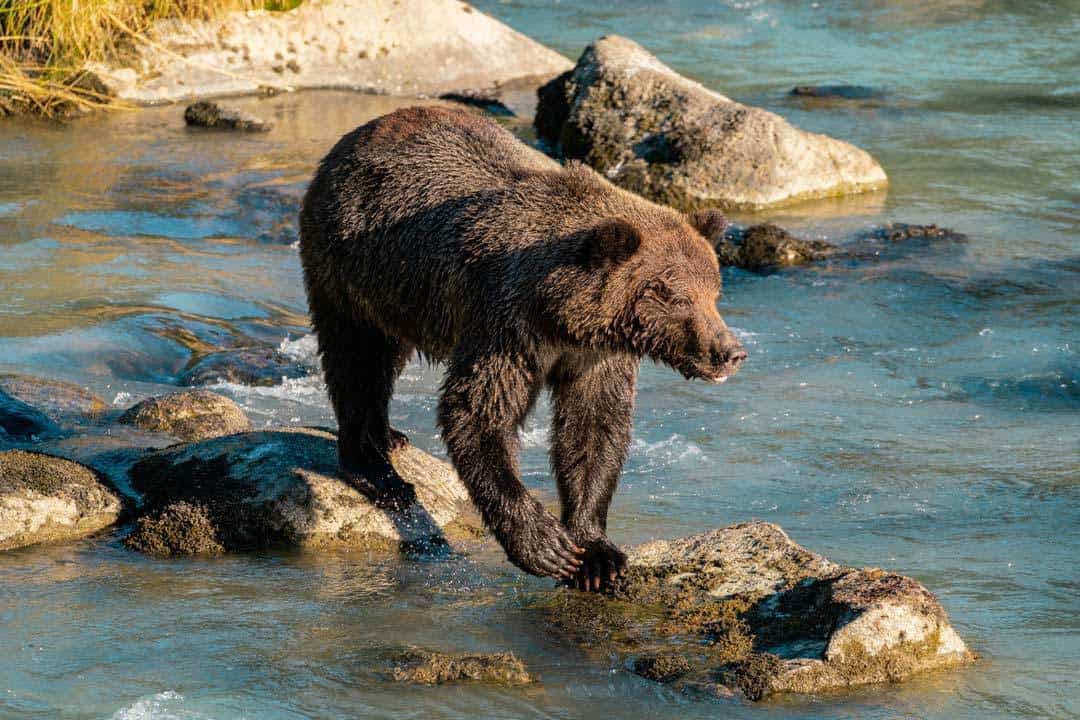Chilkoot Lake Grizzly Bears