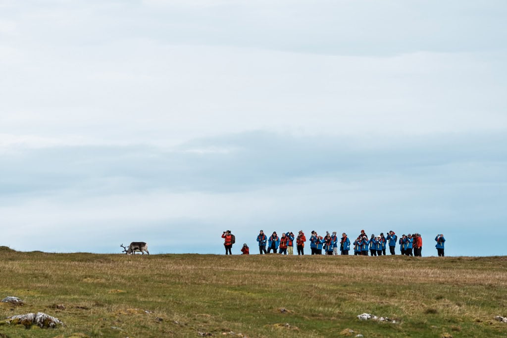 Guests Watching Reindeer Alkhornet Svalbard
