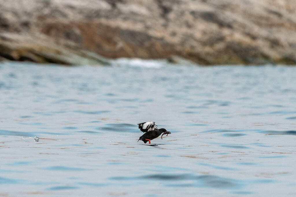 Guillemot With Food Flying